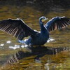 K川中流域・羽を干すカワウ