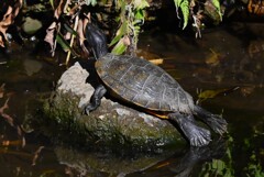 K川中流域・またお気に入りの石にクサガメ
