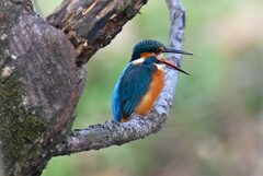 Ｋ川中流域・ペリットを吐くカワセミ♂若