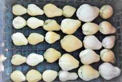 凍ったハヤトウリと逃れたハヤトウリ