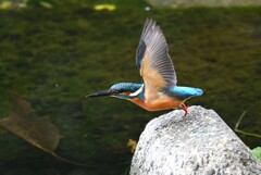 K川下流域・カワセミ♂若飛び出し