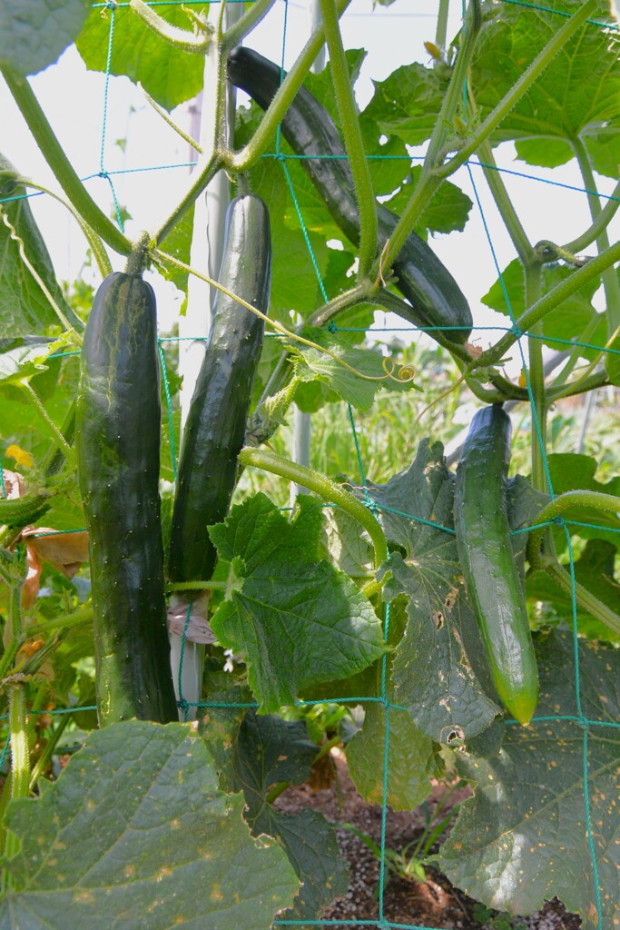 菜園・キュウリが鈴生りに・・