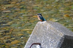 K川・カワセミ♀若鳥.