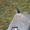 K川・カワセミ♀若鳥.