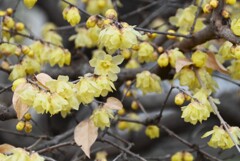用水路・強風で葉が落ちたロウバイ