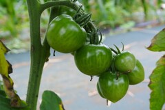 菜園・色付きを待つ中玉トマト
