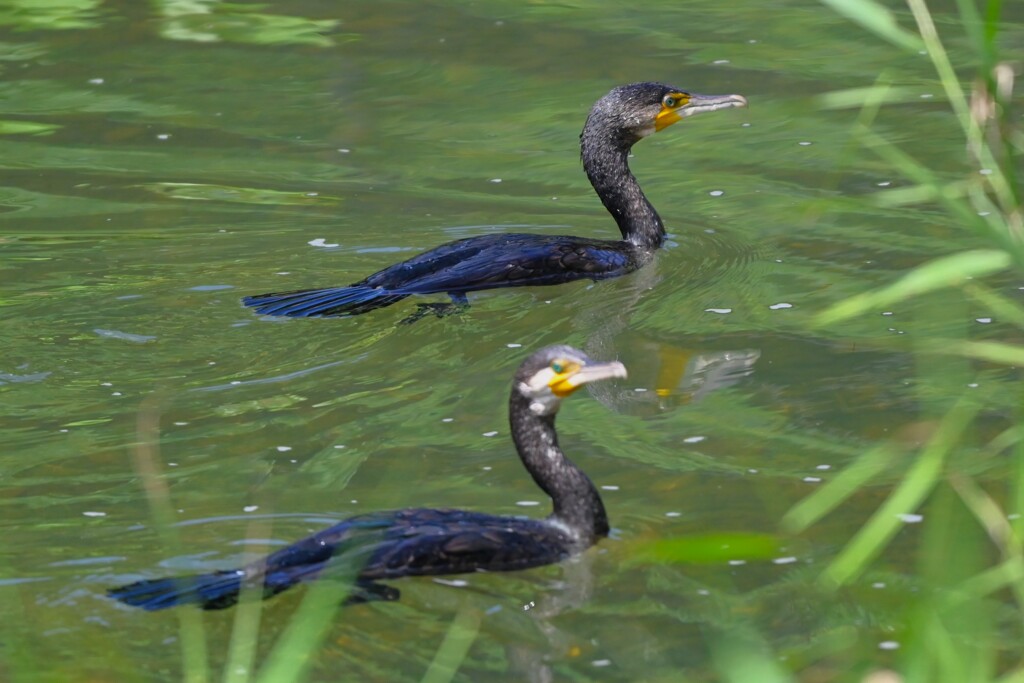 K川中流域・カワウペア？