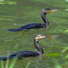K川中流域・カワウペア？