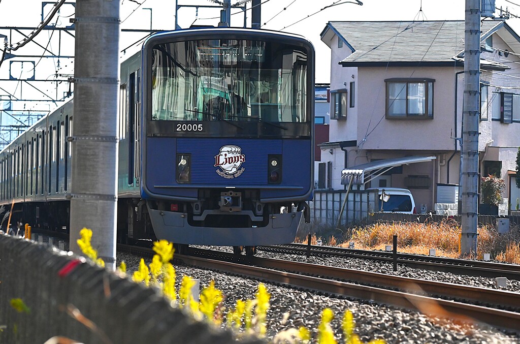 セイタカアワダチソウ沿線・西武新宿線ライオンズ電車（20000系）
