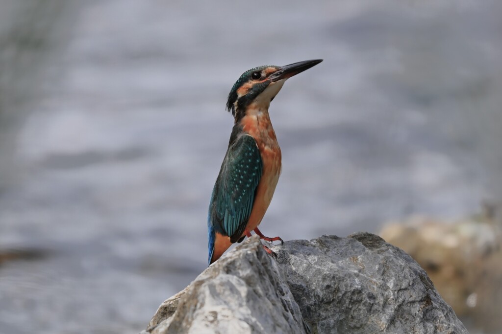 K川中流域・威嚇のポーズカワセミ♂若鳥