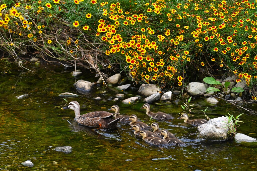 K川・下流域、ジャノメソウの花園の下を行く9羽・・