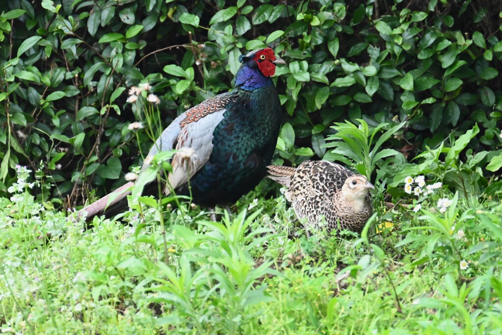 菜園・仲良しキジカップル 