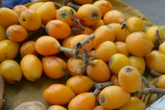 菜園・ビワ初収獲