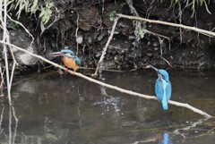 Ｋ川・中流域のカワセミ♂♀（仲良く巣穴掘り） 