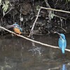 Ｋ川・中流域のカワセミ♂♀（仲良く巣穴掘り） 