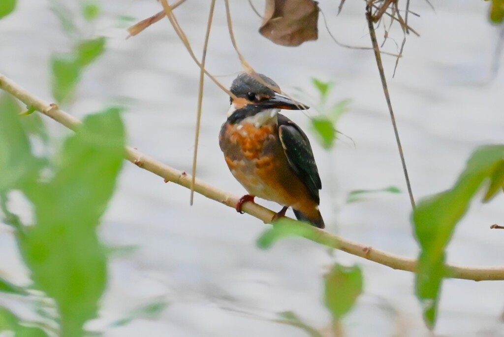 K川・カワセミ♀若鳥（あの水溜りに棲む）