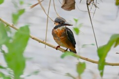 K川・カワセミ♀若鳥（あの水溜りに棲む）