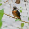 K川・カワセミ♀若鳥（あの水溜りに棲む）