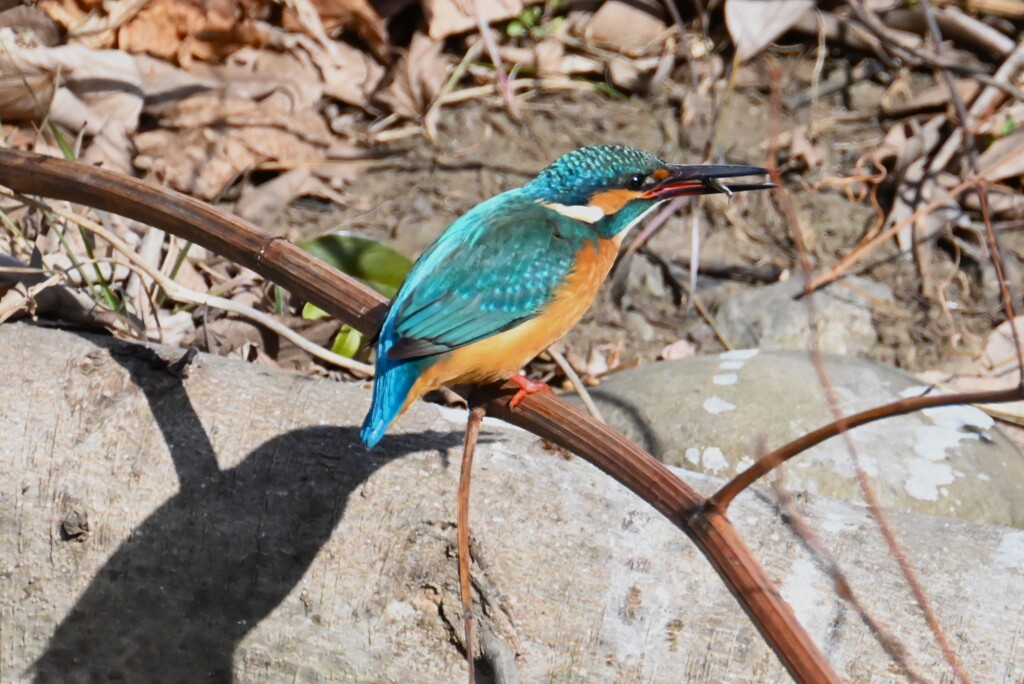 K川・上流のカワセミ♂小魚ゲット