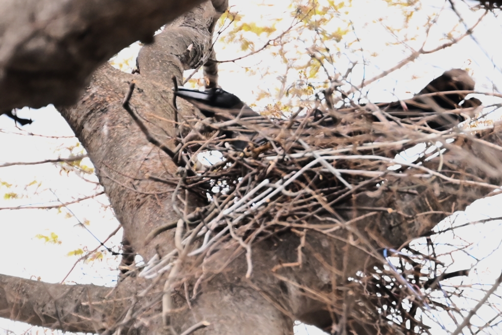 用水路・ハシブトガラス忙しく巣材集め