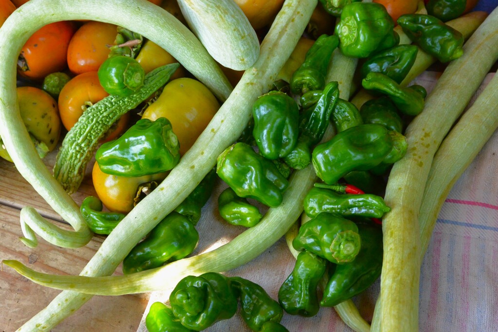 菜園・したたかに穫れるヘビウリとピーマン