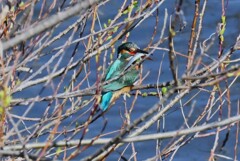 Ｋ川・中流域のカワセミ♀捕食