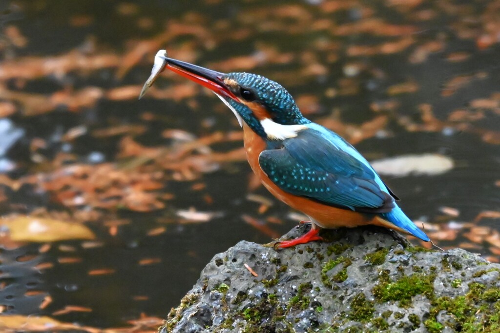 都内公園・カワセミ♀若魚をたべる
