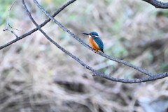 K川・いつものカワセミ♂
