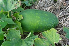 菜園・まだ生っているトウガン