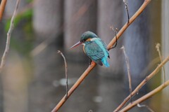 用水路・サービス満点のカワセミ♀ 