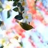 用水路・サザンカにメジロ