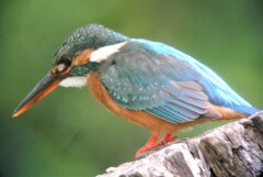 用水路・カワセミ♀