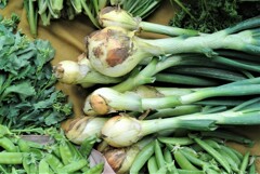 タマネギの間引き収穫