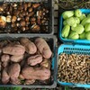 菜園・収穫（10月22日） 