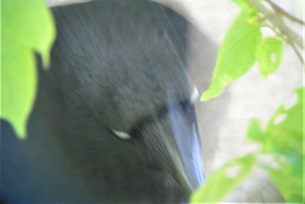 木の幹めがけ何度もくちばしを叩きつける