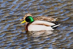 K川中流域・マガモ♂♀