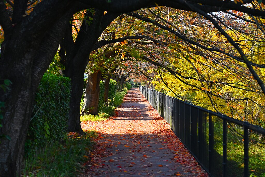 Ｋ川中流域・落葉の桜トンネル