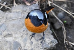 K川下流域・ジョウビタキ♂ 