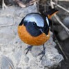 K川下流域・ジョウビタキ♂ 
