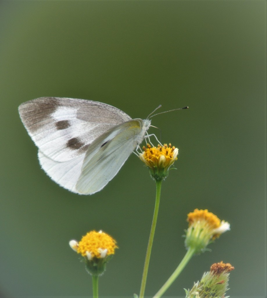 モンシロチョウとセンダングサ
