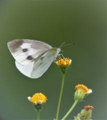 モンシロチョウとセンダングサ