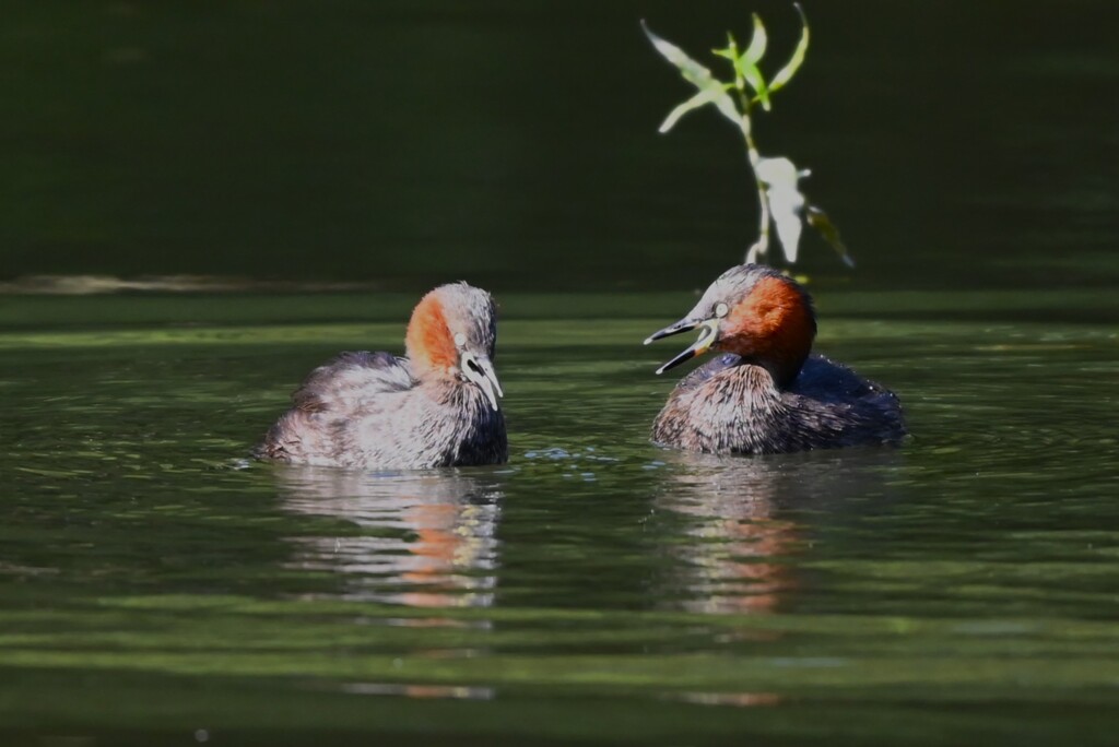 都内公園・カイツブリの喧嘩