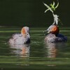 都内公園・カイツブリの喧嘩