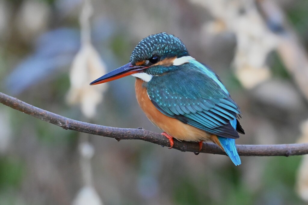 用水路・カワセミ♀若