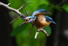 K川・上流域のカワセミ♂ 