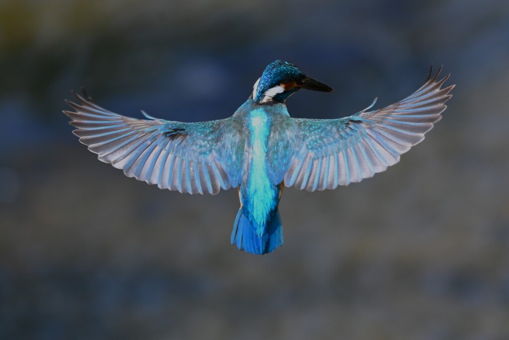 K川・中流域のカワセミ♂長～いホバ リング