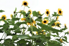 脇芽が出るタイプのヒマワリ