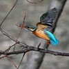 K川中流域・カワセミ♀飛び出し