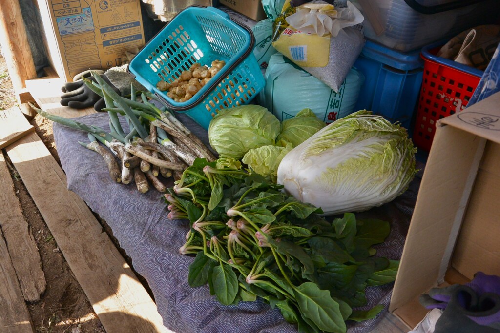 菜園・1月19日の全体収穫 