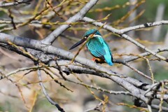 Ｋ川・中流域のカワセミ♂